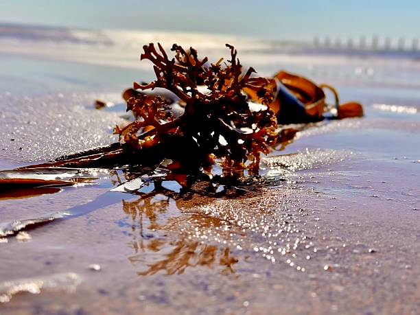 istock Seaweed kelp on a beach in sunlight 2214338191