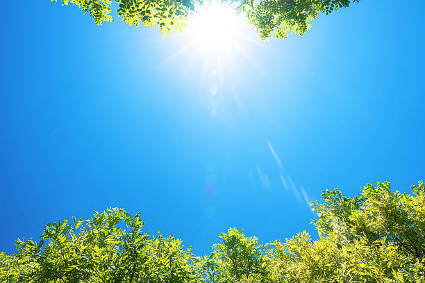istock Spring background with fresh green trees and sunny blue sky 2214339203