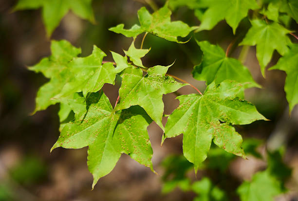 istock Diseased maple leaves in the forest. Plant diseases 2214339536