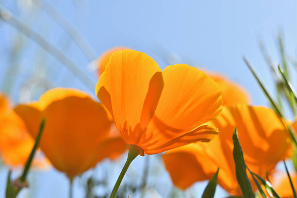 istock A California poppy flower looking up with light filtering through it. 2214340192