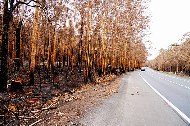 istock 2019/2020 Australian Black Summer Bushfires 2214340648