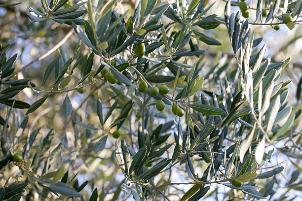 istock Olive tree branch with leaves in sunlight 2214341796