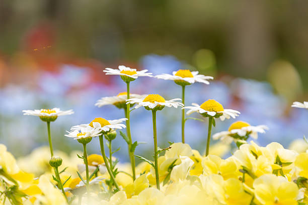 A low-angle shot captures a field of chamomile flowers with white petals and bright yellow centers, standing tall amidst a blurred background of yellow and blue hues.
