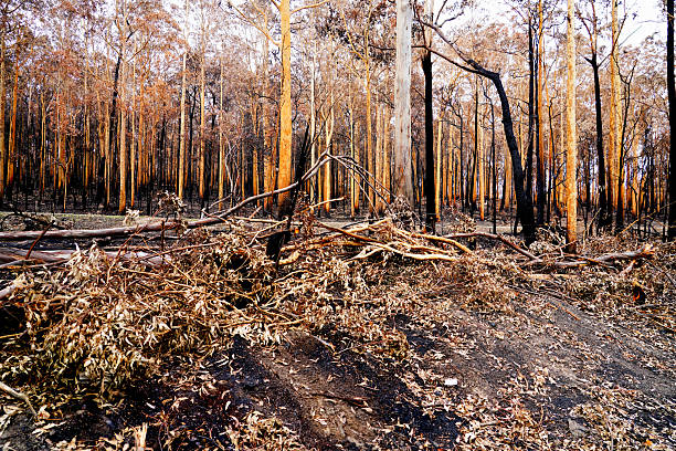 istock 2019/2020 Australian Black Summer Bushfires 2214342169