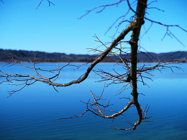 Bare tree branches reach over a tranquil lake, mirroring the vibrant blue sky. The scene captures early spring's quiet beauty, inviting contemplation and peace.