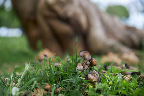 Bolete Mushroom in Welsh Woodland.