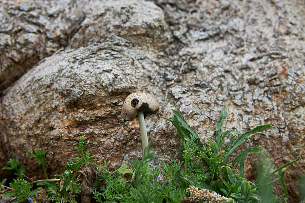 coprinellus micaceus funghi near a tree