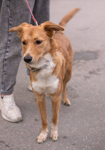 istock red mongrel dog walks in the park with its owner, on a leash 2214342826