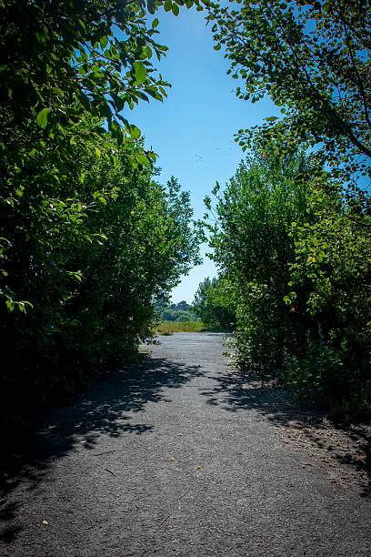 Gravel Path leading to grass with canopy tree framing either side