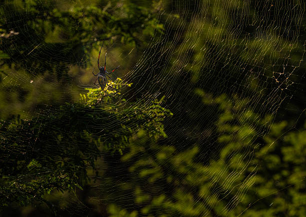 A golden orb weaver spider sits at the center of its intricate web, delicately glistening in the filtered forest light at Zulu Nyala Reserve, South Africa. This detailed macro wildlife shot highlights the fragile strength and geometric beauty of nature's architecture.