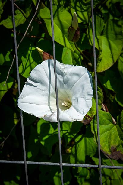 White flower growing behind metal fencing