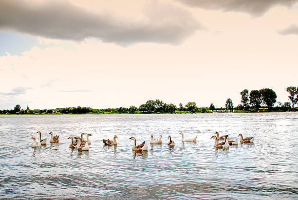 Niederkassel,Germany.Geese swimming in the Rhine River near Niederkassel between Cologne and Bonn.July 25, 2009