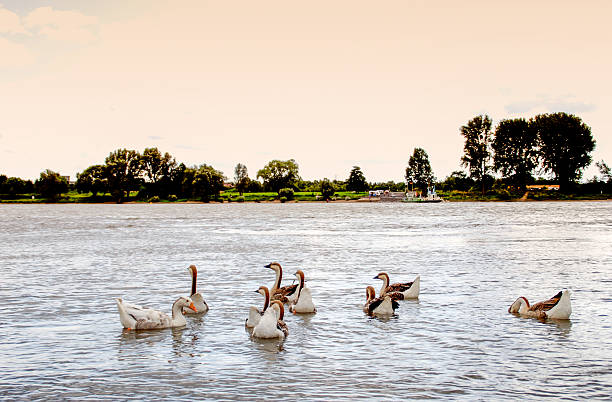 Niederkassel,Germany.Geese swimming in the Rhine River near Niederkassel between Cologne and Bonn.July 25, 2009