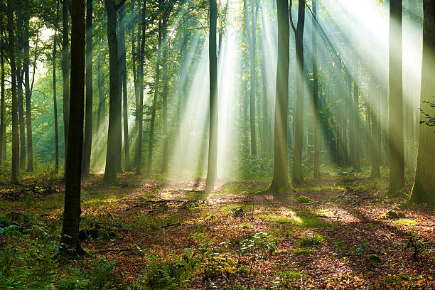 istock Beautiful morning in the forest 2214344113