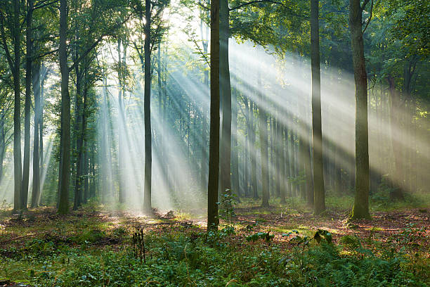 istock Beautiful morning in the forest 2214344117