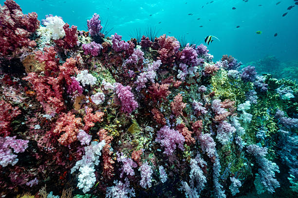 istock beautiful coral underwater world 2214344135