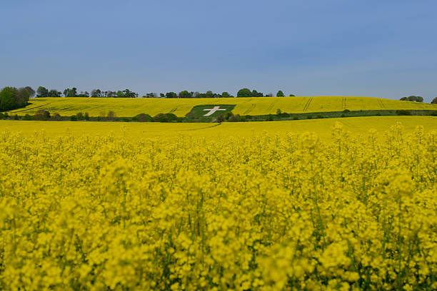 Yellow rapeseed field with white chalk cross on the hill. Lenham Cross in Kent on a sunny day in springtime. English agricultural landscape with a religious symbol.