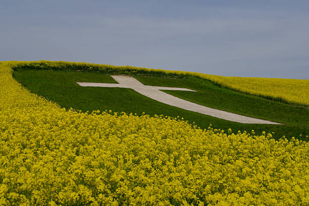 Closeup of white chalk cross on the slope surrounded by yellow rapeseed field. Lenham Cross in Kent on a sunny day.