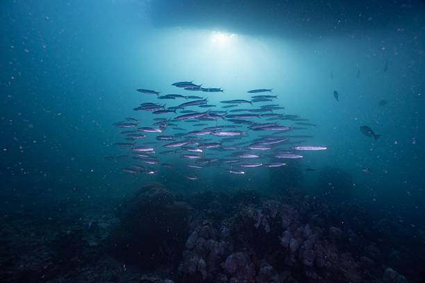 istock school of barracuda swimming 2214344326