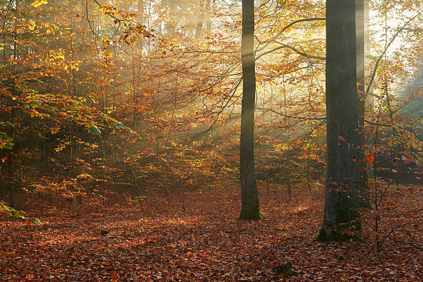 istock Autumn morning in the forest 2214345050