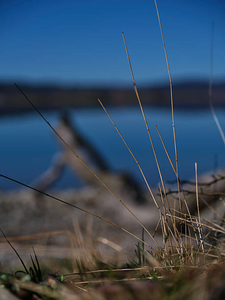 istock Grass blades rise from shoreline as calm lake reflects clear blue sky during a tranquil afternoon 2214345471