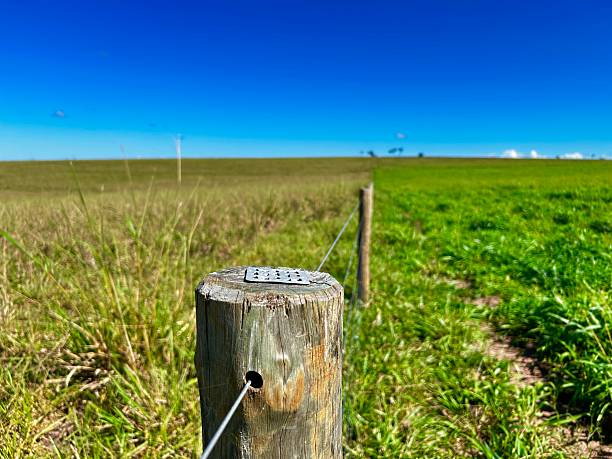 istock Intensive and extensive comparative system production of cattle bovine animals on grass pasture 2214345631