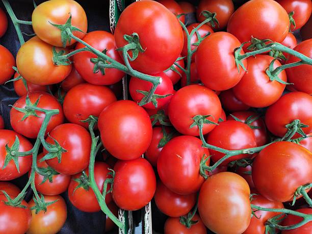 Tomatoes isolated on a white background in a row