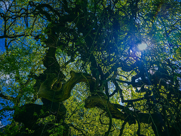 Japanese pagoda tree in a botanical garden