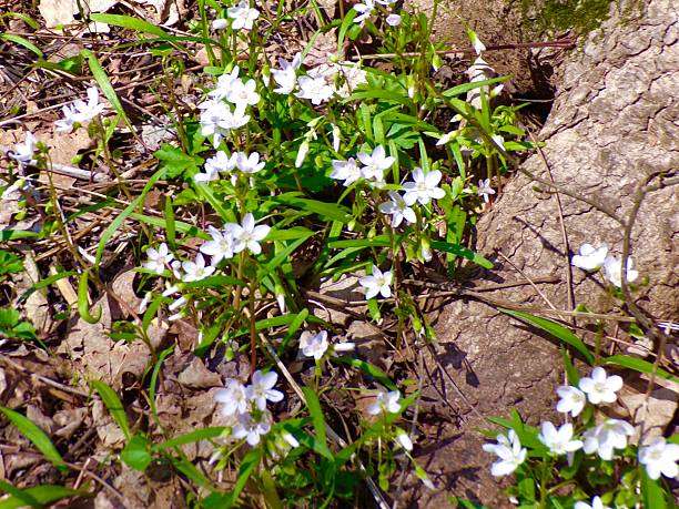 istock Virginia Springbeauty in sunlight in spring. 2214348947