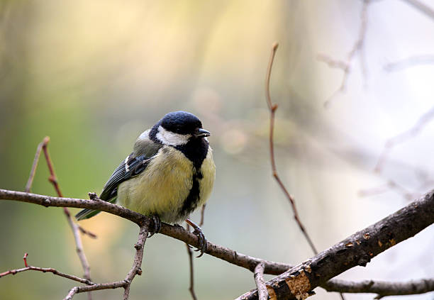 istock Beautiful nature scene with Great tit (Parus major) 2214350299