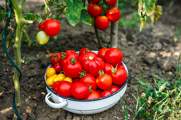 istock Harvested tomatoes in bowl from organic vegetable garden 2214351575