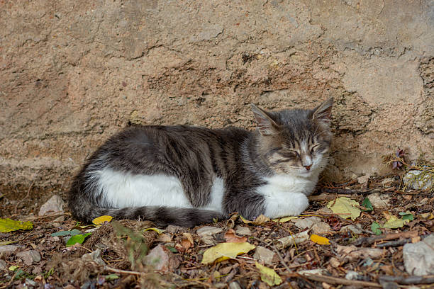 Homeless cat sleeping close to building wall on soil