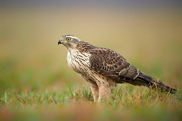istock Northern goshwak (Accipiter gentilis) close up 2214353815
