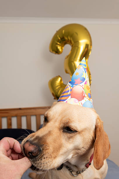 istock Labrador Retriever Celebrates 3rd Birthday 2214356218