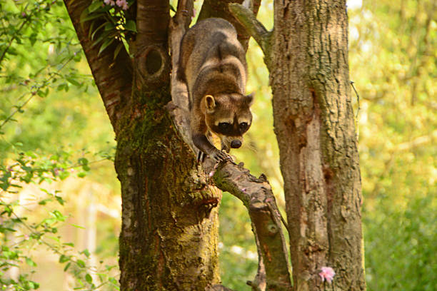 Crab-eating raccoon (Procyon cancrivorus) climbing out of the tree. Head with bandit mask.