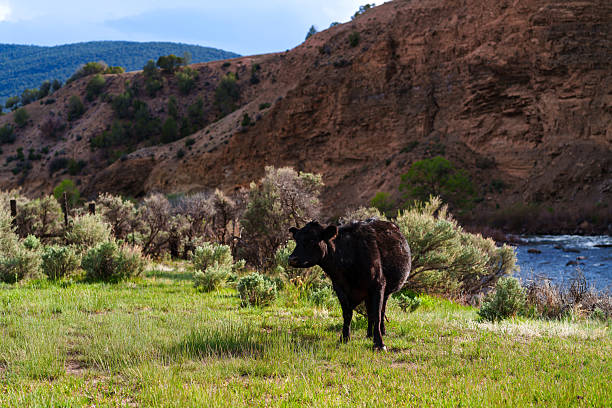 Herd of Cattle Roaming Through the Desert