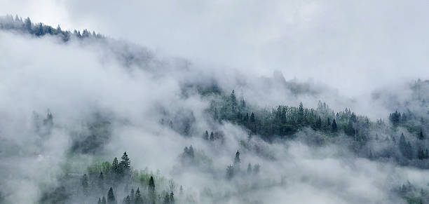 Misty Forested Hills Covered in Fog