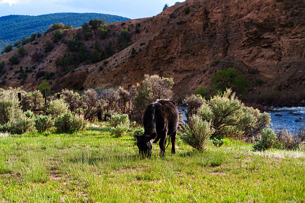Cattle Grazing in Scenic Rural Ranch Area - Cow eating grass grazing on public land in springtime.