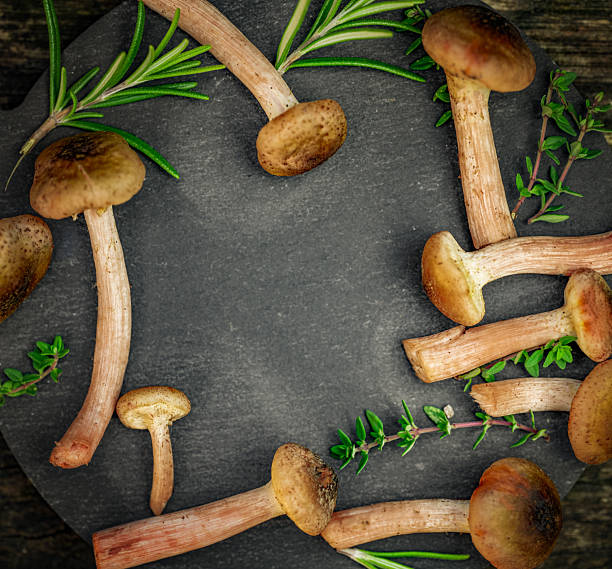 A single orange mushroom rises from a dark, softly blurred background. The tiny cap’s texture and slender stem create a fragile, cinematic focal point suitable for nature, fungi, and still life stock use.
