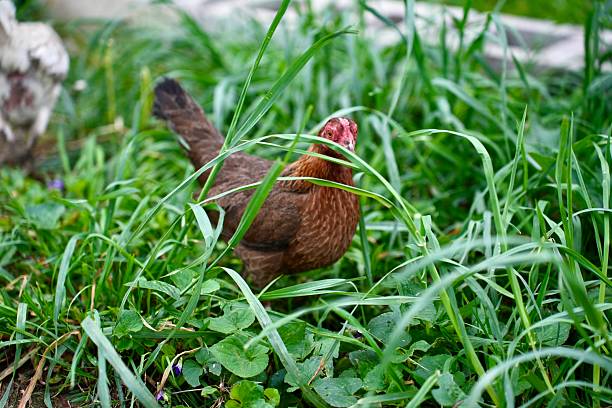 A close-up view of a brown hen foraging among tall blades of grass and clover in a rural backyard setting. The scene captures a peaceful moment in a natural free-range environment.