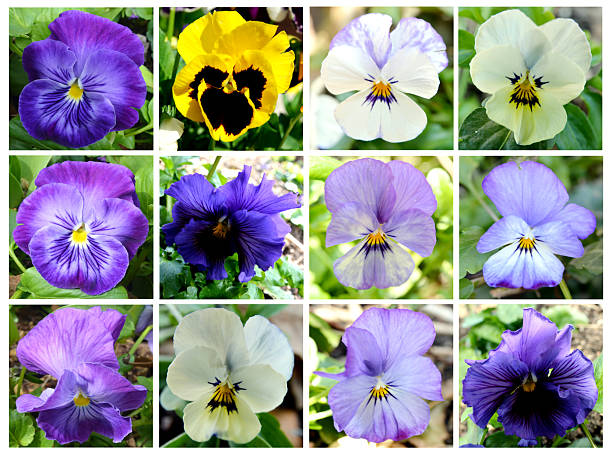 istock pansies gardening flowers 2214367613