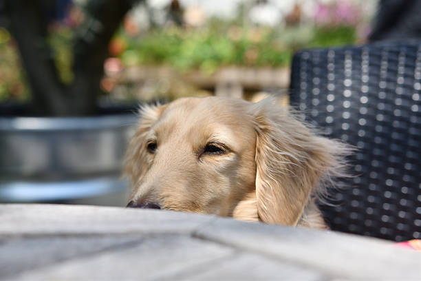 A miniature dachshund gazing longingly at a soft-serve ice cream.