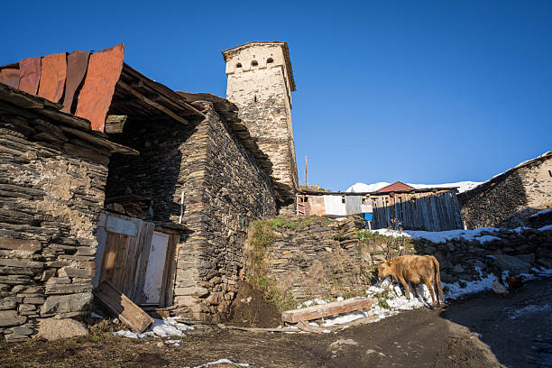 A ground-level view captures a traditional stone house and a prominent Svan tower in the historic village of Ushguli, Georgia. A light brown cow grazes near the stone structures, and chickens are visible in the snowy patches on the ground, illustrating everyday life in this remote, high-altitude settlement in the Svaneti region. The clear blue sky highlights the rugged architecture and the mountainous environment.