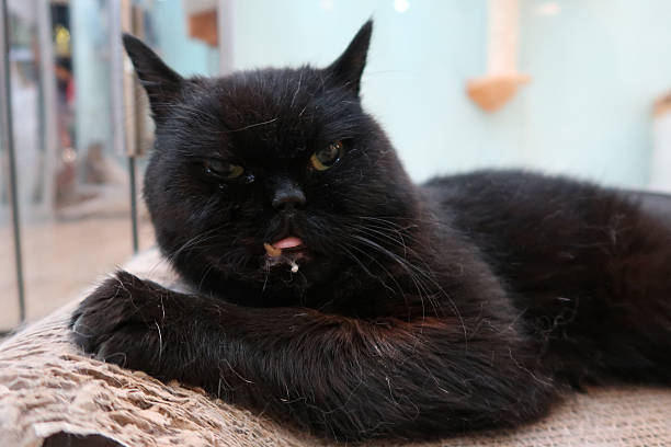 Old black cat, opening its mouth, moaning, as hurting feeling, lying on floor