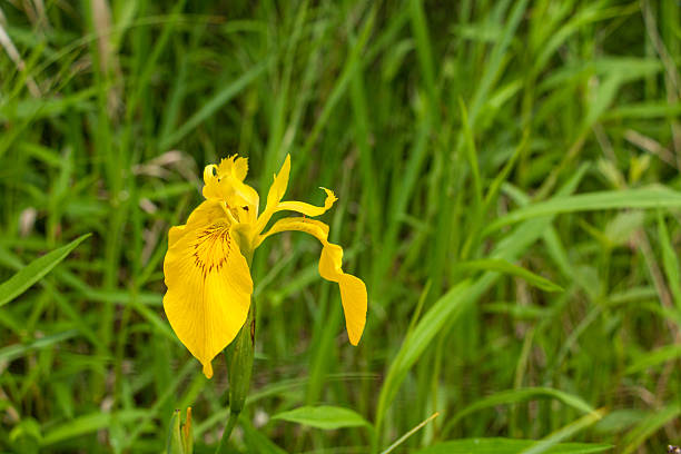 Yellow iris flower in green grass