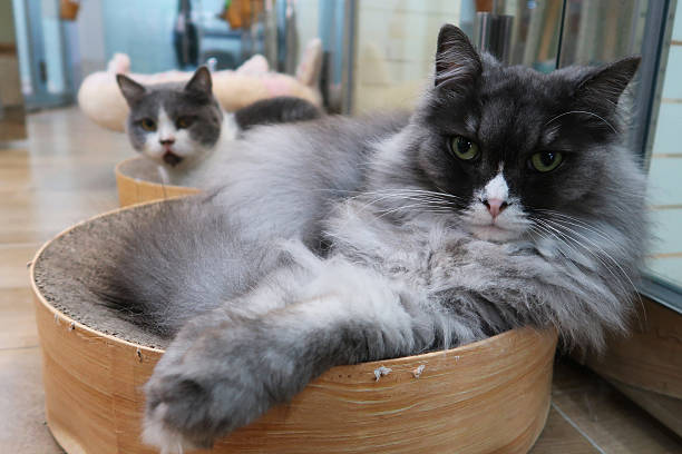 istock Long hair grey british cat rest in bed, and looking at camera 2214374180