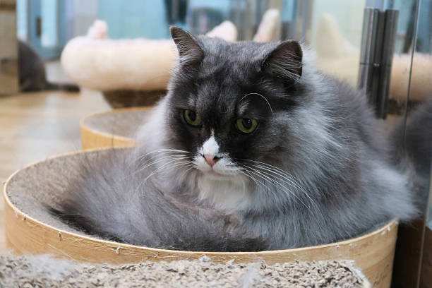 istock Long hair grey british cat rest in bed, and looking at camera 2214374181