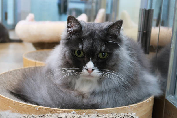 istock Long hair grey british cat rest in bed, and looking at camera 2214374183