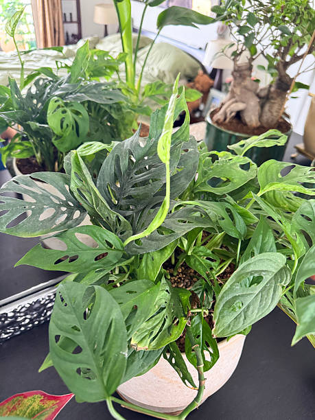 istock Image of trailing monkey monstera adansonii and philodendron broken heart in glazed pots 2214375024