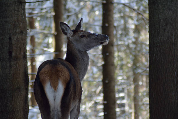 A young Mule Deer in the forest